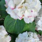 ヒメ日記 2025/06/05 05:16 投稿 えみ 熟女総本店 日本橋ミナミエリア店