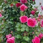 ヒメ日記 2025/06/25 05:26 投稿 えみ 熟女総本店 日本橋ミナミエリア店