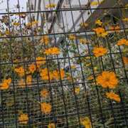 ヒメ日記 2025/10/23 05:26 投稿 えみ 熟女総本店 日本橋ミナミエリア店