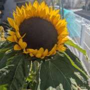 ヒメ日記 2025/11/29 12:36 投稿 えみ 熟女総本店 日本橋ミナミエリア店