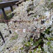 ヒメ日記 2026/03/25 15:46 投稿 えみ 熟女総本店 日本橋ミナミエリア店