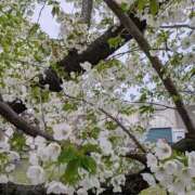 ヒメ日記 2026/03/31 16:56 投稿 えみ 熟女総本店 日本橋ミナミエリア店