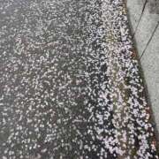 ヒメ日記 2026/04/10 21:16 投稿 えみ 熟女総本店 日本橋ミナミエリア店