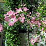 ヒメ日記 2026/04/18 12:26 投稿 えみ 熟女総本店 日本橋ミナミエリア店