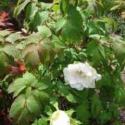 ヒメ日記 2026/04/19 14:06 投稿 えみ 熟女総本店 日本橋ミナミエリア店