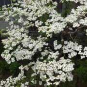 ヒメ日記 2026/04/20 16:42 投稿 えみ 熟女総本店 日本橋ミナミエリア店