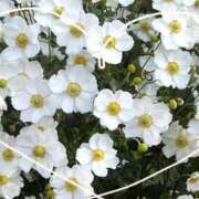 ヒメ日記 2025/10/12 12:00 投稿 チナツ オトナのマル秘最前線!!