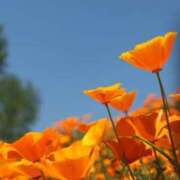 ヒメ日記 2025/06/18 06:31 投稿 牧かんな ABC 岩手ソープ