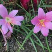 ヒメ日記 2025/06/17 13:36 投稿 後藤あこ 五十路マダムエクスプレス横浜店（カサブランカグループ）