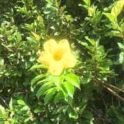 ヒメ日記 2025/10/05 12:20 投稿 後藤あこ 五十路マダムエクスプレス横浜店（カサブランカグループ）