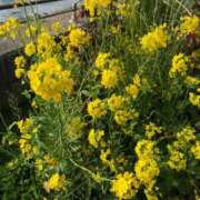 ヒメ日記 2025/10/07 13:34 投稿 後藤あこ 五十路マダムエクスプレス横浜店（カサブランカグループ）