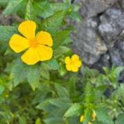 後藤あこ おはようございます♪ 五十路マダムエクスプレス横浜店（カサブランカグループ）