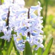 ヒメ日記 2025/06/26 13:03 投稿 綾瀬　おとは YOKOHAMA FIVESTAR（横浜ファイブスター）