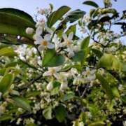 ヒメ日記 2025/07/01 06:29 投稿 綾瀬　おとは YOKOHAMA FIVESTAR（横浜ファイブスター）