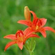 ヒメ日記 2025/07/02 10:35 投稿 綾瀬　おとは YOKOHAMA FIVESTAR（横浜ファイブスター）