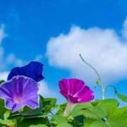 ヒメ日記 2025/07/06 06:27 投稿 綾瀬　おとは YOKOHAMA FIVESTAR（横浜ファイブスター）