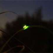 ヒメ日記 2025/07/19 00:05 投稿 綾瀬　おとは YOKOHAMA FIVESTAR（横浜ファイブスター）