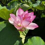 ヒメ日記 2025/07/27 09:12 投稿 そよ Felice(フェリス)