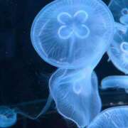 ヒメ日記 2025/08/04 21:18 投稿 もも 札幌回春性感マッサージ倶楽部