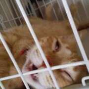 ヒメ日記 2026/02/22 12:30 投稿 ある 埼玉ちゅっぱ川越店