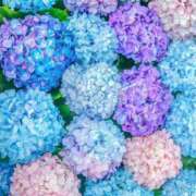 ヒメ日記 2025/06/28 09:45 投稿 せらん 西船人妻花壇