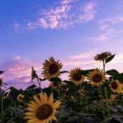 ヒメ日記 2025/07/08 16:39 投稿 七海いちか ワイフコレクション