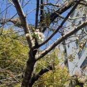 七海いちか あれれ〜🌸 ワイフコレクション