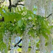 あさみ ありがとうございました🌹 若妻淫乱倶楽部