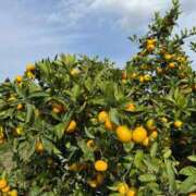 ヒメ日記 2025/11/03 07:36 投稿 神谷 あおい プルプルオフィスディーバ