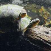 ヒメ日記 2025/09/29 21:24 投稿 ちひろ 千葉人妻セレブリティ（ユメオト）