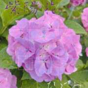 ヒメ日記 2025/06/12 06:00 投稿 ひとみ BAD COMPANY（バッドカンパニー）