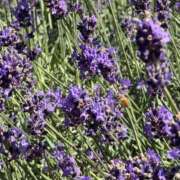 ヒメ日記 2025/07/19 07:09 投稿 よぞら サティアンまーと