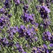 ヒメ日記 2025/11/28 22:09 投稿 よぞら サティアンまーと