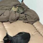 ヒメ日記 2025/07/24 18:31 投稿 しきさん いけない奥さん 十三店