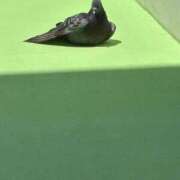 ヒメ日記 2025/08/22 22:52 投稿 しきさん いけない奥さん 十三店