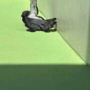 ヒメ日記 2025/08/28 22:48 投稿 しきさん いけない奥さん 十三店