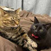 ヒメ日記 2025/08/31 09:19 投稿 しきさん いけない奥さん 十三店