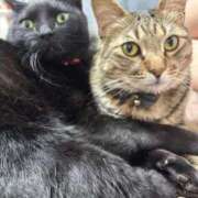 ヒメ日記 2025/10/29 22:48 投稿 しきさん いけない奥さん 十三店