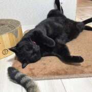 ヒメ日記 2025/11/04 22:48 投稿 しきさん いけない奥さん 十三店