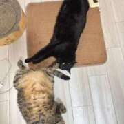 ヒメ日記 2025/11/09 23:03 投稿 しきさん いけない奥さん 十三店