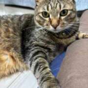 ヒメ日記 2025/11/23 22:20 投稿 しきさん いけない奥さん 十三店