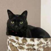 ヒメ日記 2025/11/24 23:24 投稿 しきさん いけない奥さん 十三店