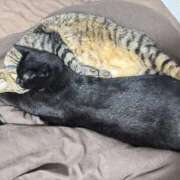 ヒメ日記 2025/12/19 21:58 投稿 しきさん いけない奥さん 十三店