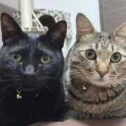 ヒメ日記 2026/02/01 23:58 投稿 しきさん いけない奥さん 十三店