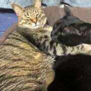 ヒメ日記 2026/05/05 21:38 投稿 しきさん いけない奥さん 十三店