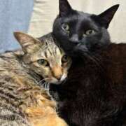 ヒメ日記 2025/08/02 16:58 投稿 しきさん いけない奥さん 梅田店