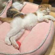 ヒメ日記 2025/08/09 23:58 投稿 しきさん いけない奥さん 梅田店