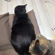 ヒメ日記 2025/08/26 22:38 投稿 しきさん いけない奥さん 梅田店