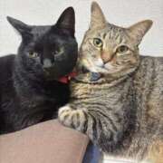 ヒメ日記 2025/09/04 22:43 投稿 しきさん いけない奥さん 梅田店