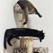 しきさん 1月のシフト いけない奥さん 梅田店